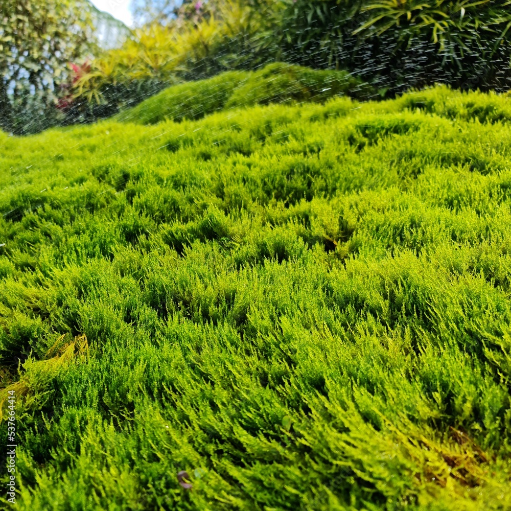 green moss in the garden