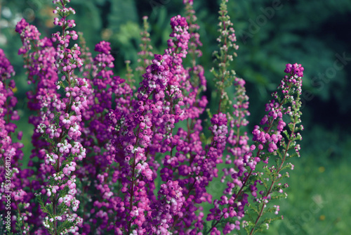 Heather shrub with blooming flowers outdoors  closeup