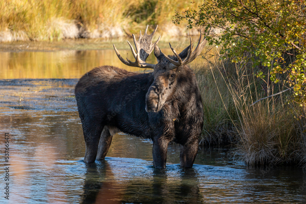 Bull moose in a creek looking back Bull moose in a creek looking back