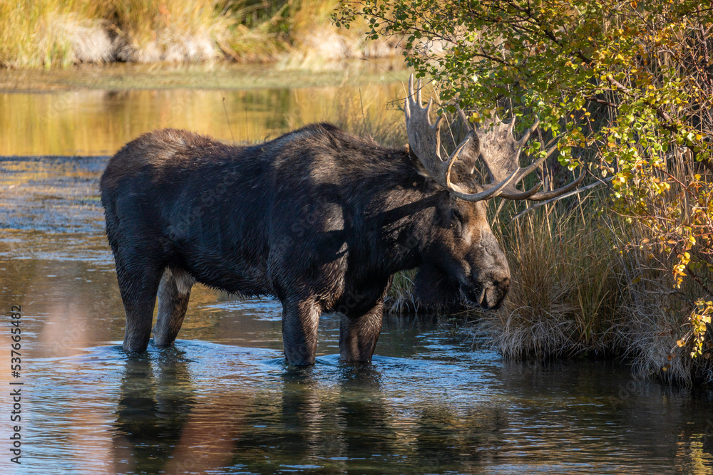 Bull moose standing in a creek Bull moose standing in a creek