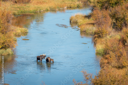 Moose in a creek from above