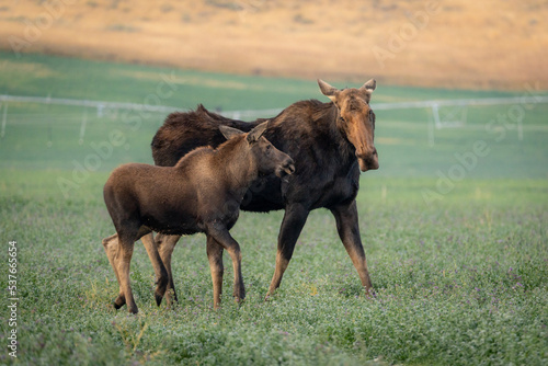 Moose calf with its Mother