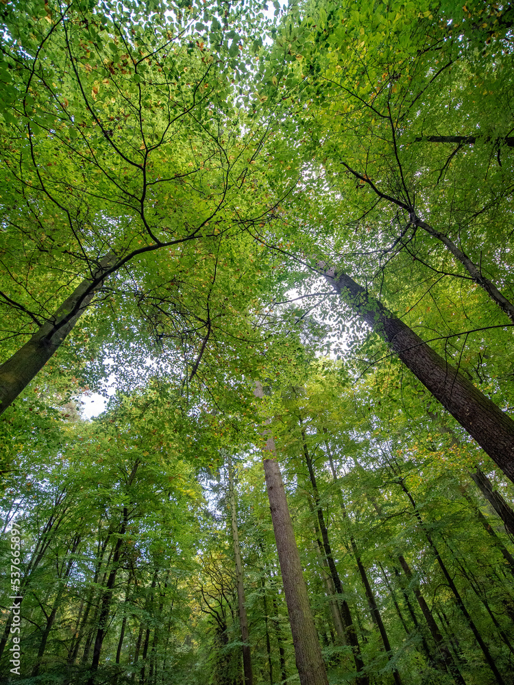 Obraz premium Herbstanfang im Mischwald