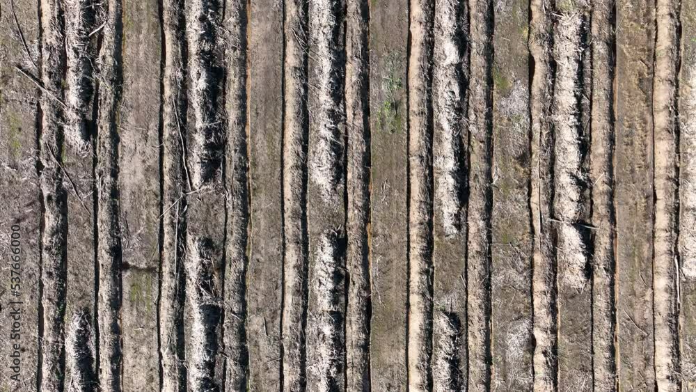 Deforestation and clearing of forested land on plantation Deforestation and clearing of forested land on plantation