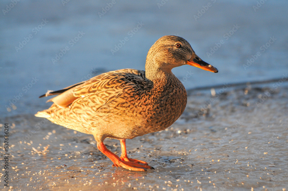 ducks on the lake 2022 ducks on the lake 2022