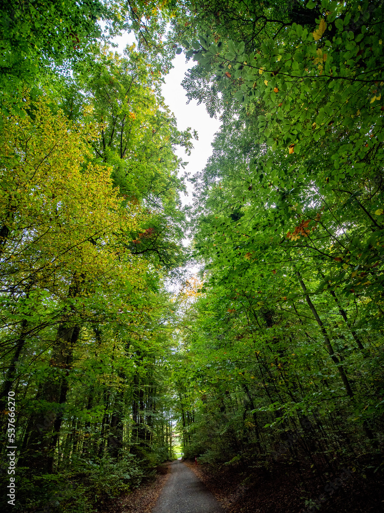 Obraz premium Herbstanfang im Mischwald