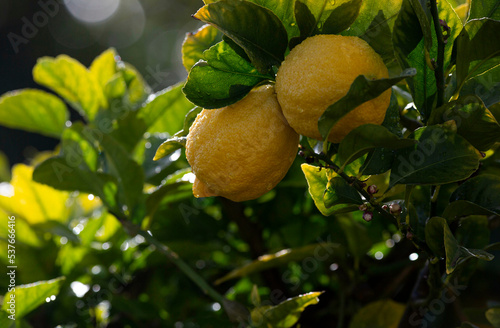 Close up of lemon on tree with rain drops in bright sunlight