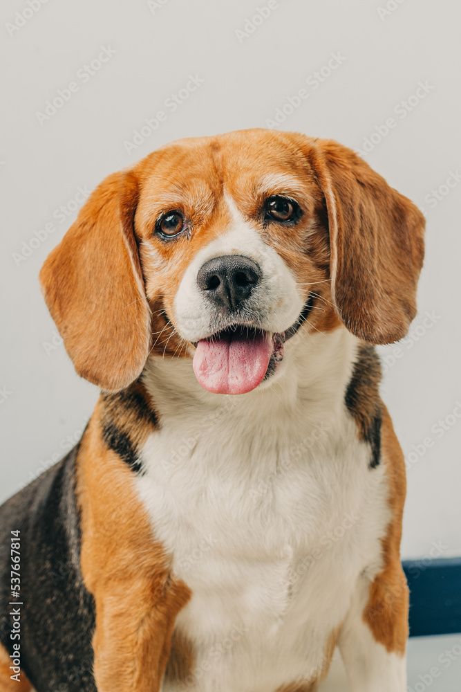 Beagle Feliz en sesión de fotos
