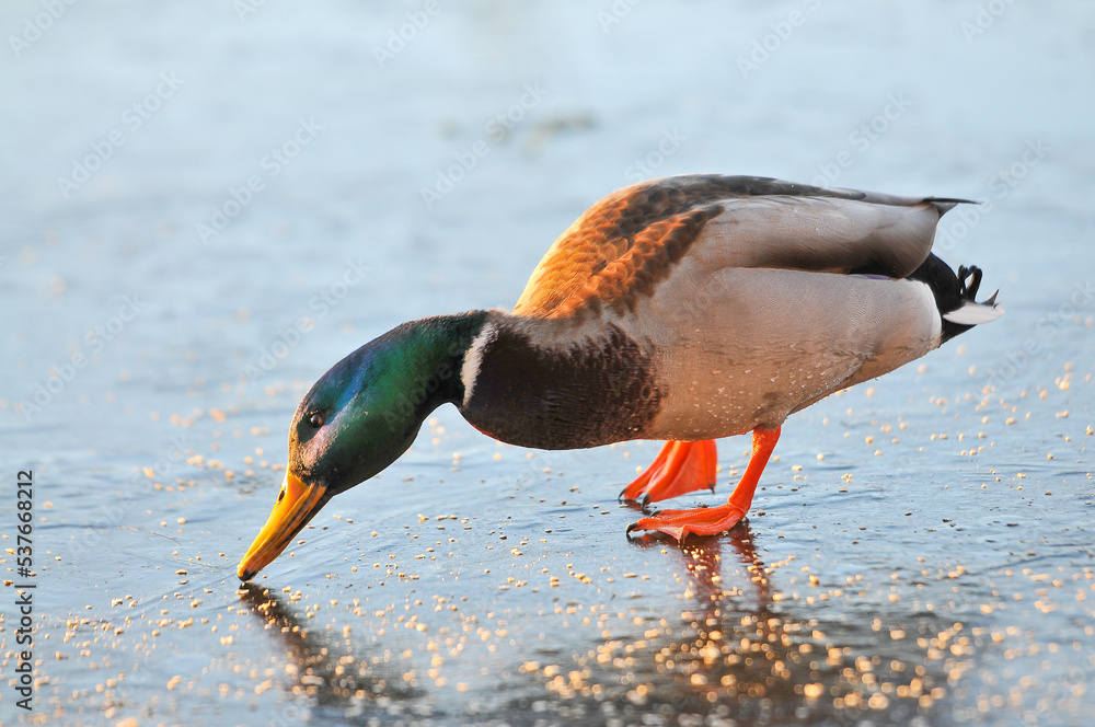 Obraz premium ducks on the lake 2022