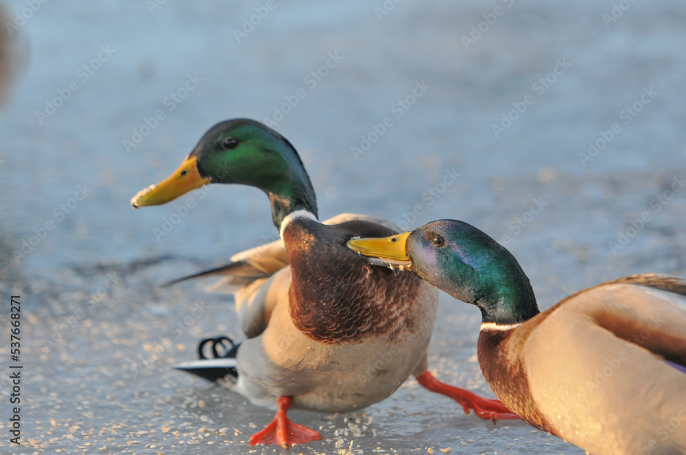 ducks on the lake 2022 ducks on the lake 2022