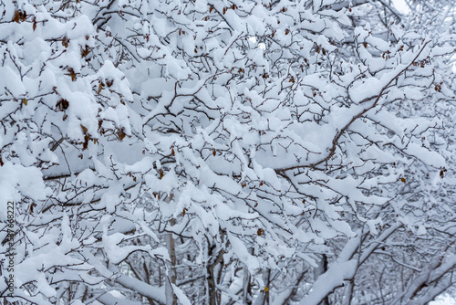 Winter background. Snow-covered bushes and trees in the park. Fresh clean white snow on the branches after a snowfall. Cold snowy weather. Close-up. © Andrei Stepanov