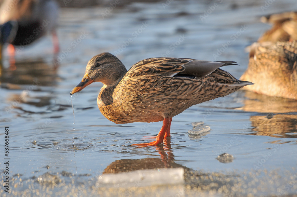 ducks on the lake 2022 ducks on the lake 2022