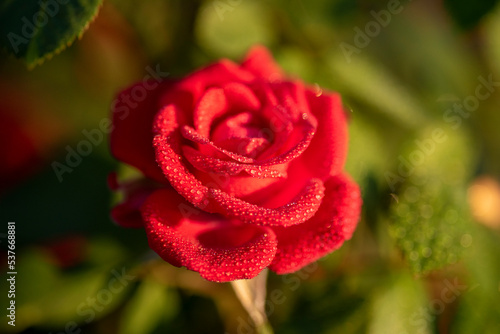 Close up macro photography, romantic red rose with water drops on it