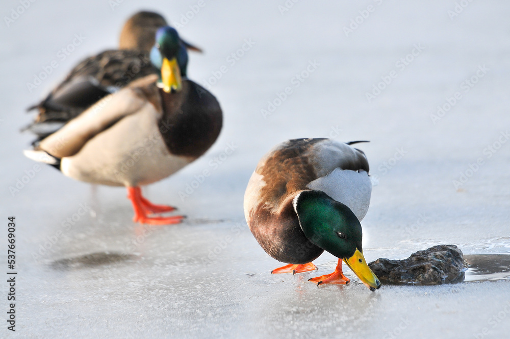 ducks on the lake 2022 ducks on the lake 2022