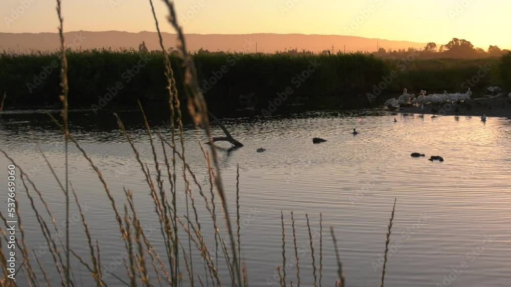 American White Pelicans Preening Themselves at Pelican Island, Bay Trail, Palo Alto