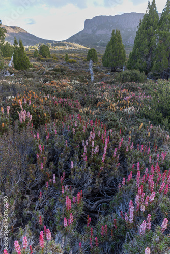 meadow of flowering scoparia and solomon's throne at walls of jerusalem national park photo