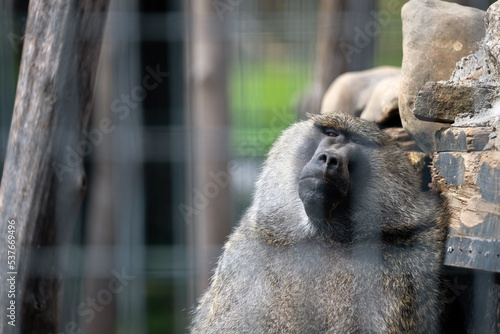 Sad baboon in cage