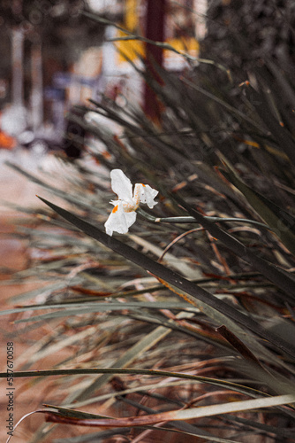 flowers in the garden