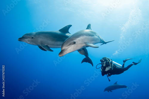 Obraz na płótnie Dolphin with diver