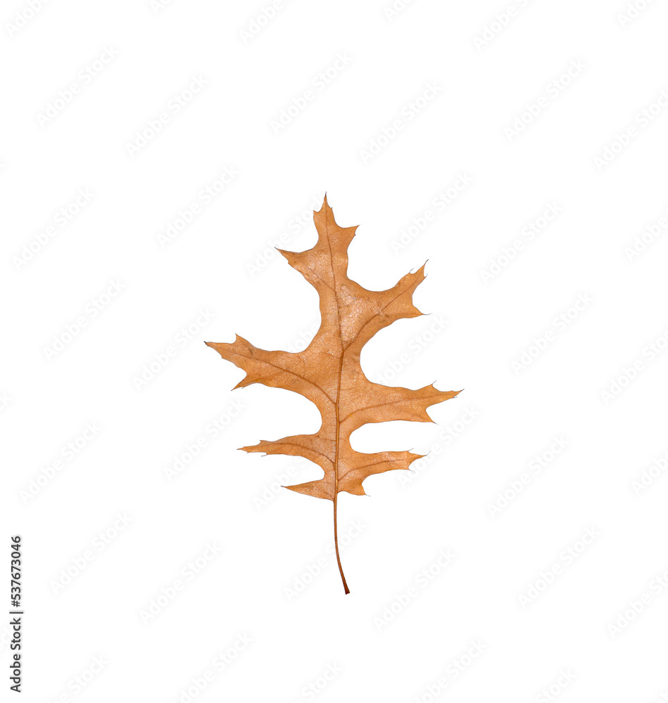 Brown autumn oak leaf isolated cutout Brown autumn oak leaf isolated cutout
