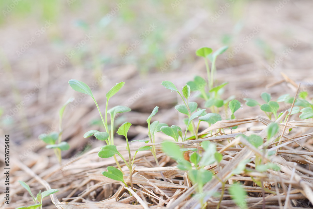 fresh vetgetable organic garden farm. vetgetable agriculture concept fresh vetgetable organic garden farm. vetgetable agriculture concept