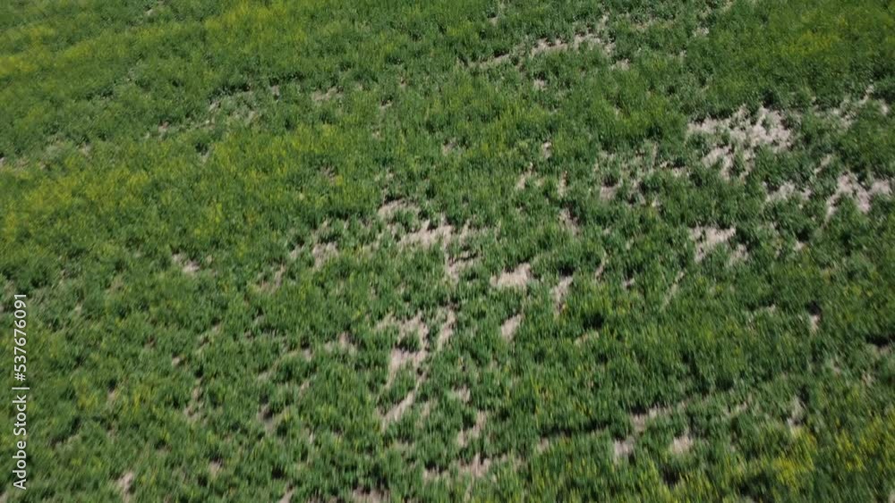 Bad quality farmers crops with drone view Bad quality farmers crops with drone view