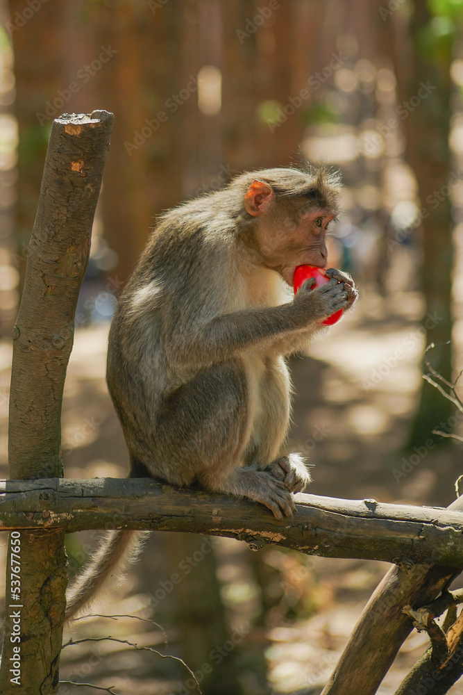 Fototapeta premium Monkey Macaque eating fruit - Macaque
