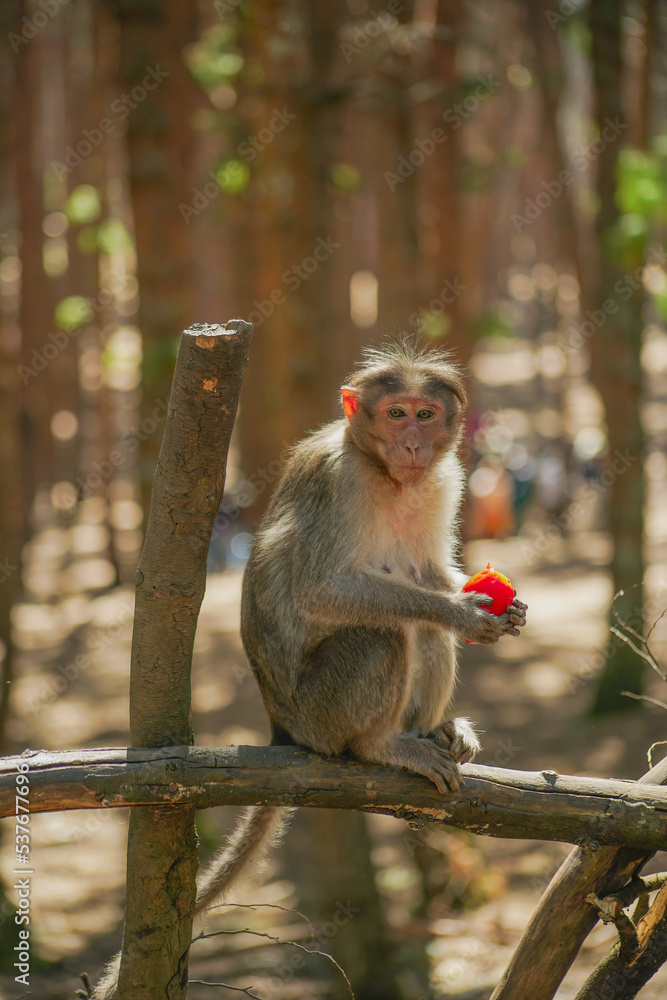 Fototapeta premium Monkey eating fruit - Macaque 