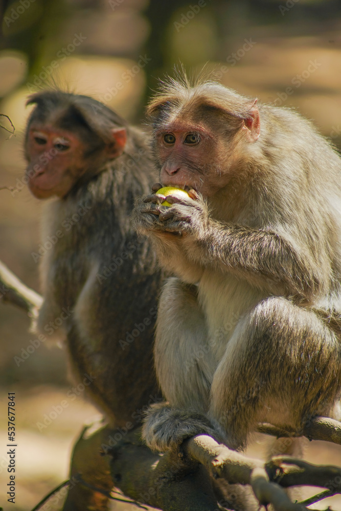 Monkey eating fruit - Macaque Monkey eating fruit - Macaque