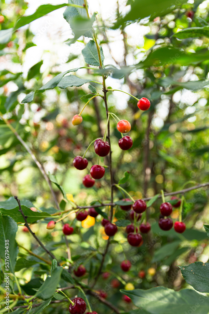 Fresh sweet organic cherry grows on a tree in the garden. Cherry harvest. Cherry Tree Fresh sweet organic cherry grows on a tree in the garden. Cherry harvest. Cherry Tree