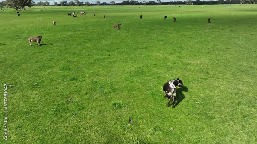 agriculture farm with beef cows in australia