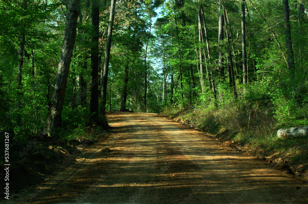 Obraz premium Forest Drive