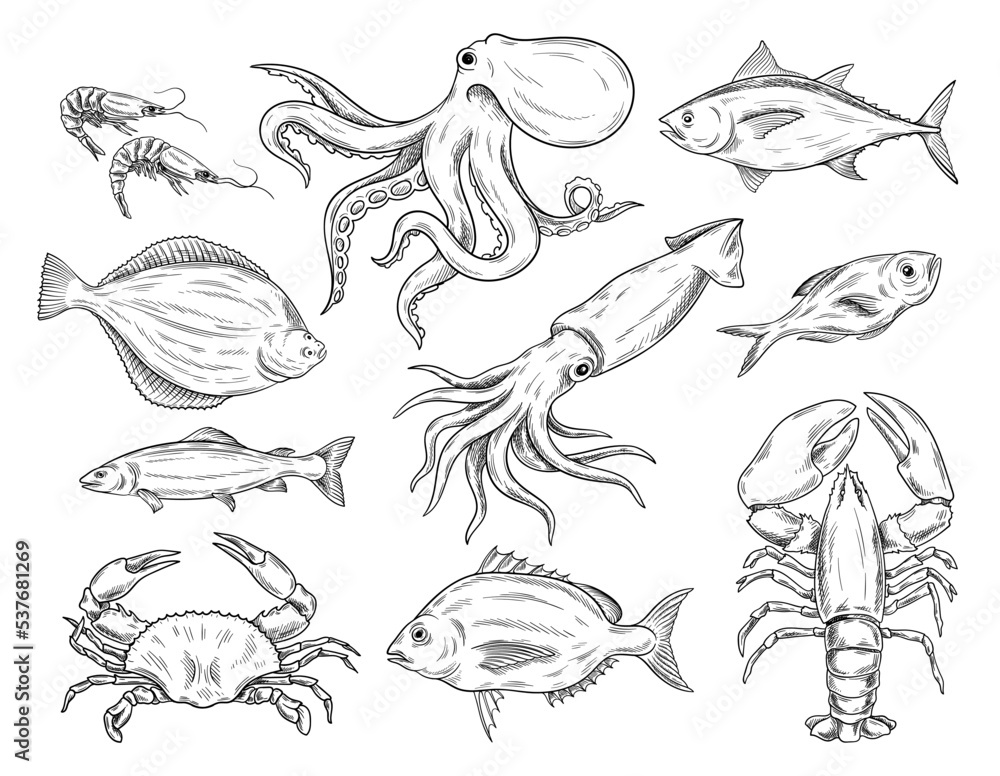Fototapeta premium Seafood linear sketch set. Shrimps, octopus, crab, crayfish, shellfish, lobster, salmon. Design elements for cafe or restaurant menu. Cartoon simple vector collection isolated on white background
