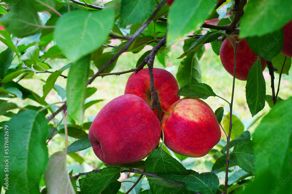 Fresh apples growing on trees at an apple orchard Fresh apples growing on trees at an apple orchard