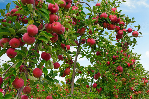 Fresh apples growing on trees at an apple orchard