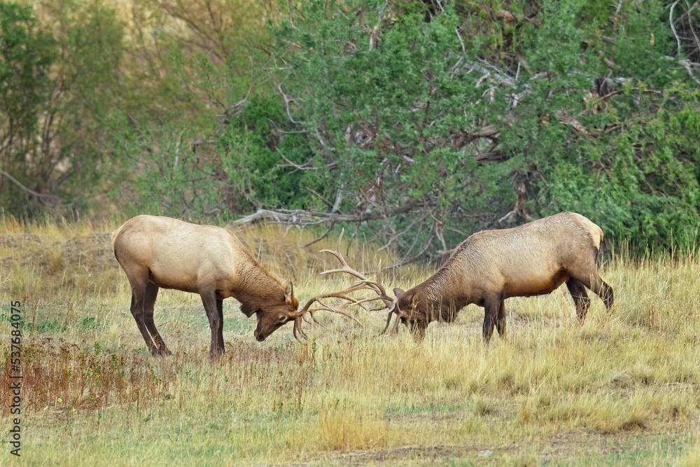 Two bull elk spar during elk rut. Two bull elk spar during elk rut.