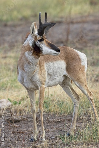 Pronghorn looks the other way.