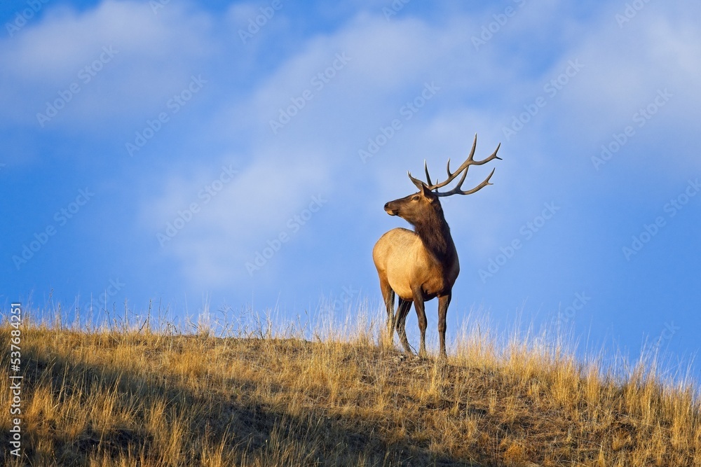 Bull Elk standing on a hilltop.