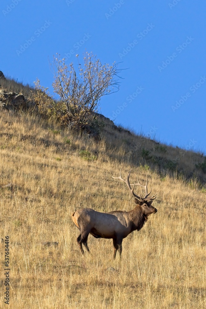 Fototapeta premium Scenic photo of an elk on a hill.