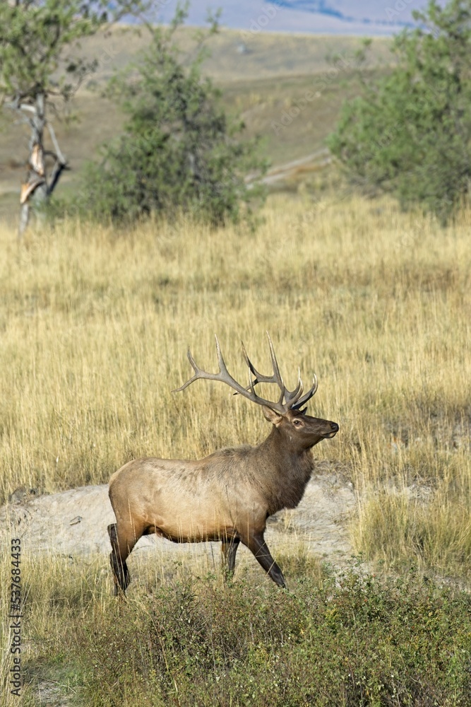 Elk walking in a field in Montana. Elk walking in a field in Montana.
