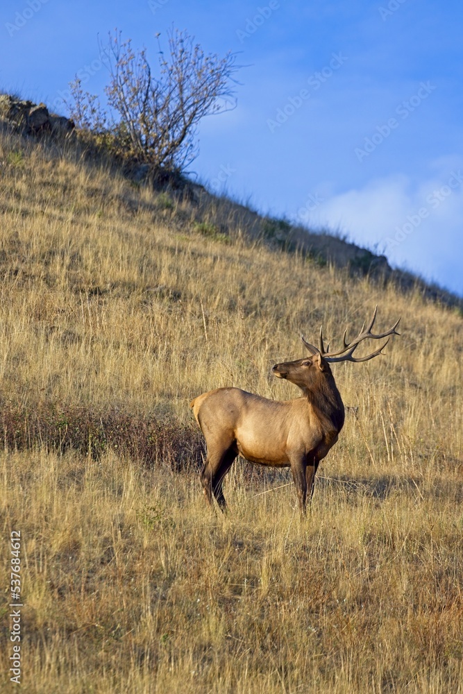 Fototapeta premium Bull elk on the side of a hill.