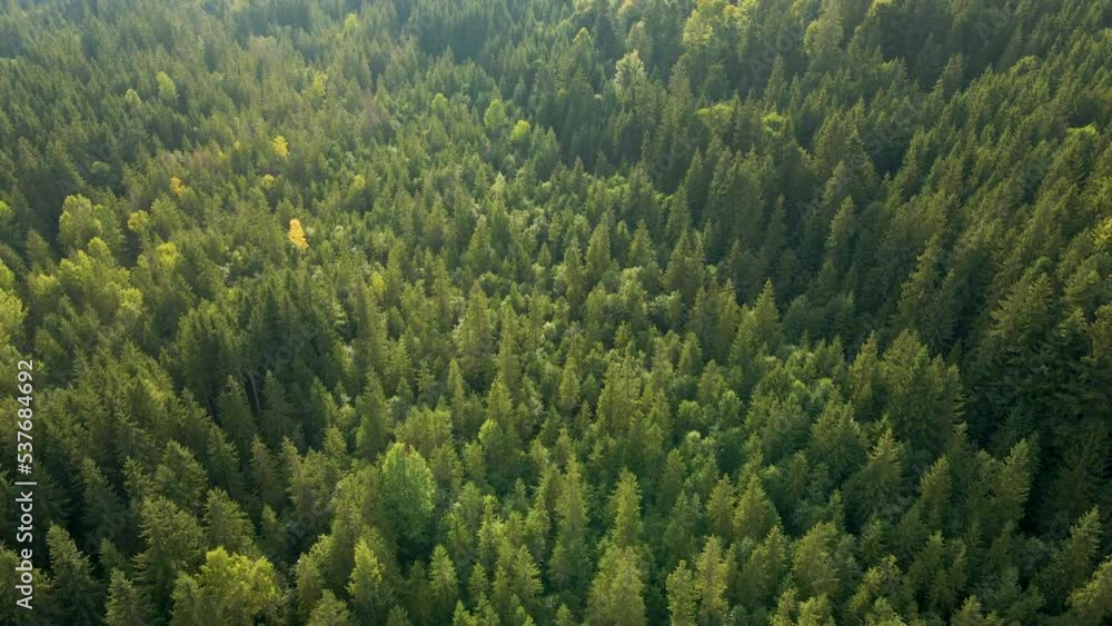 Aerial view of green pine forest with dark spruce trees. Nothern woodland scenery from above Aerial view of green pine forest with dark spruce trees. Nothern woodland scenery from above