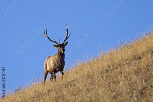 A majestic elk walks on the side of a hill. © Gregory Johnston