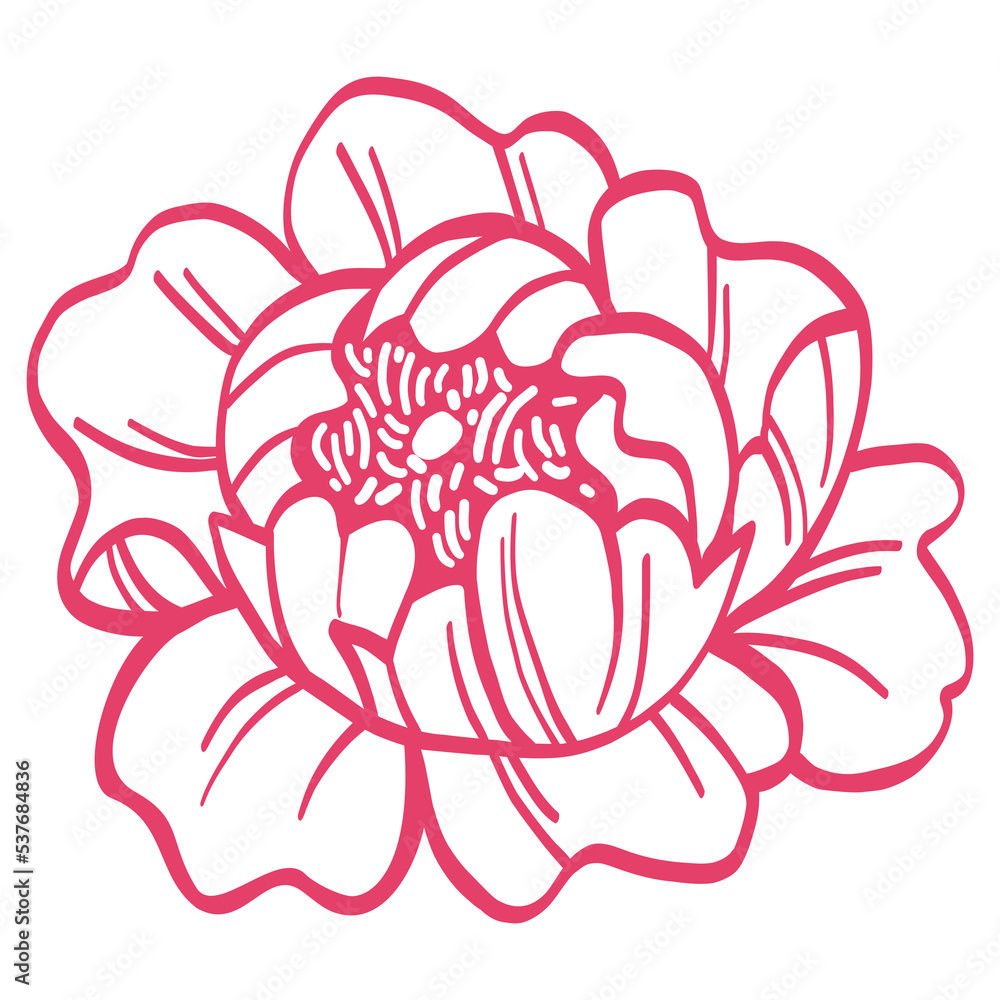 Peony Pink Flower Floral Line Art Drawing Illustration Icon