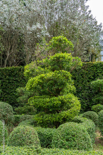 Landscape design in the city park. Beautifully trimmed tree. Bonsai.