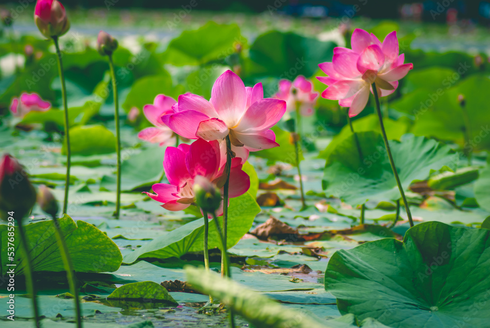 Selective focus. Lotus. Lotus flower. Selective focus. Lotus. Lotus flower.