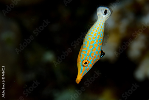 A Longnose filefish, Oxymonacanthus longirostris, hovers above a staghorn coral colony. These fish absorb chemicals from surrounding corals to take on their smell. This cloaks them from predators. photo