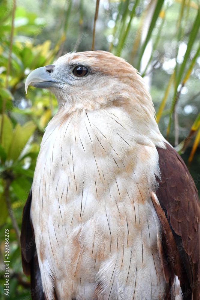 Javanese eagle with blur background Javanese eagle with blur background
