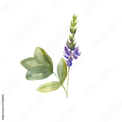 watercolor drawing plant of East Asian arrowroot, Pueraria lobata, kudzu vine, herb of traditional chinese medicine, hand drawn illustration