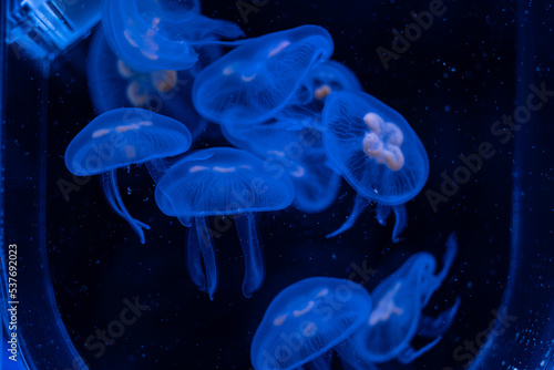 jellyfish at aquarium, dangerous animals